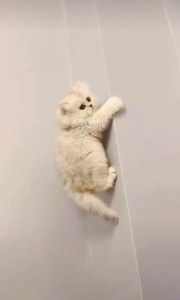 cat.jpg